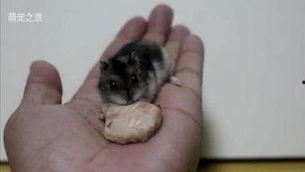 八零老爹断舍离,揭秘新时代生活哲学的智慧之道 第3张 八零老爹断舍离,揭秘新时代生活哲学的智慧之道 第3张