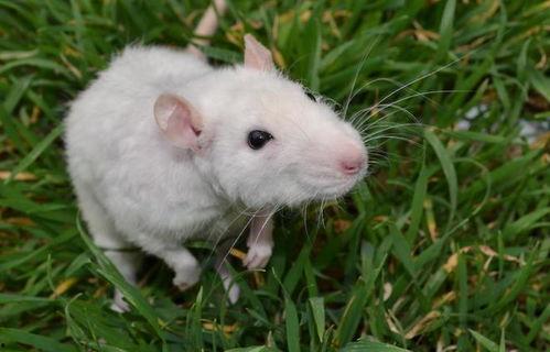 鼠窝 2022,回顾与展望 第3张 鼠窝 2022,回顾与展望 第3张